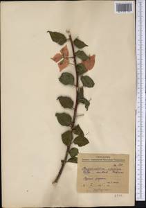 Bougainvillea spectabilis Willd., America (AMER) (Cuba)