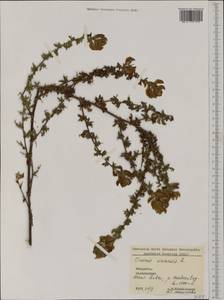Ononis spinosa subsp. hircina (Jacq.)Gams, Western Europe (EUR) (Bulgaria)