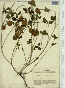 Trifolium pratense L., Siberia, Western Siberia (S1) (Russia)