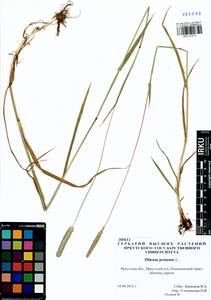Phleum pratense L., Siberia, Baikal & Transbaikal region (S4) (Russia)