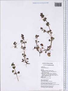 Glechoma hederacea L., America (AMER) (United States)