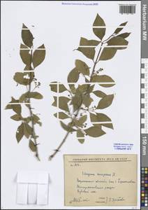 Euonymus europaeus L., Eastern Europe, Central forest-and-steppe region (E6) (Russia)