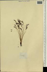 Polypodiopsida, Africa (AFR) (Saint Helena, Ascension and Tristan da Cunha)