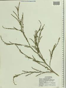 Salsola collina Pall., Eastern Europe, Eastern region (E10) (Russia)