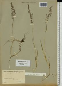 Agrostis stolonifera L., Eastern Europe, South Ukrainian region (E12) (Ukraine)