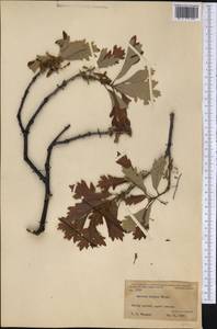 Quercus bicolor Willd., America (AMER) (United States)
