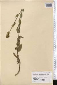 Asyneuma argutum, Middle Asia, Pamir & Pamiro-Alai (M2) (Uzbekistan)