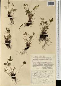 Aleuritopteris argentea (S. G. Gmel.) Fée, Mongolia (MONG) (Mongolia)