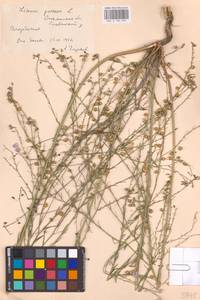 Linum perenne L., Eastern Europe, South Ukrainian region (E12) (Ukraine)