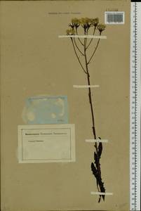 Crepis bungei Ledeb. ex DC., Siberia (no precise locality) (S0) (Russia)