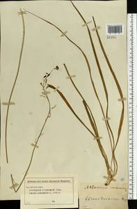 Anthericum ramosum L., Eastern Europe, Central region (E4) (Russia)