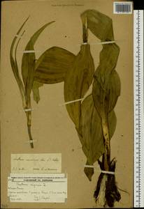 Veratrum nigrum L., Siberia, Russian Far East (S6) (Russia)