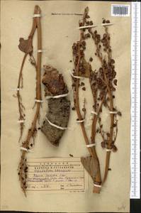 Rheum cordatum Losinsk., Middle Asia, Western Tian Shan & Karatau (M3) (Kazakhstan)