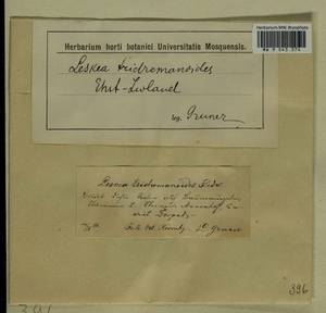 Homalia trichomanoides (Hedw.) Brid., Bryophytes, Bryophytes - Baltic States (B1) (Estonia)