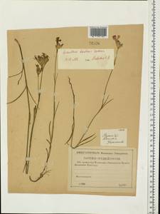 Dianthus borbasii, Eastern Europe, Central region (E4) (Russia)