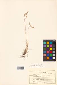 Festuca rubra L., Siberia, Russian Far East (S6) (Russia)