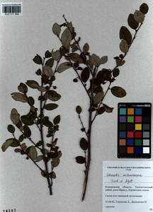 Cotoneaster melanocarpus G. Lodd., Siberia, Altai & Sayany Mountains (S2) (Russia)