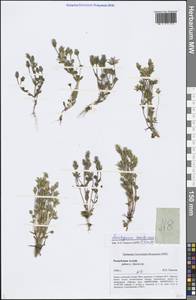 Lomatogonium carinthiacum (Wulfen) Rchb., Siberia, Altai & Sayany Mountains (S2) (Russia)