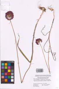 Allium atroviolaceum Boiss., Eastern Europe, Lower Volga region (E9) (Russia)