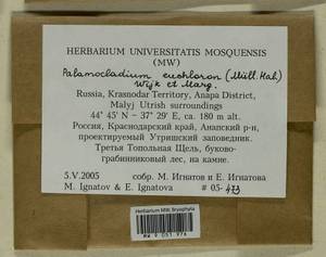 Palamocladium euchloron (Bruch ex Müll. Hal.) Wijk & Margad., Bryophytes, Bryophytes - North Caucasus & Ciscaucasia (B12) (Russia)