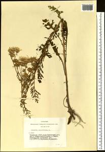 Jacobaea erucifolia subsp. erucifolia, Siberia, Altai & Sayany Mountains (S2) (Russia)
