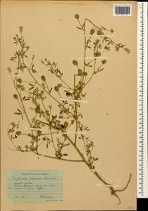 Medicago lessingii Fisch. & C.A.Mey. ex Kar., Caucasus, Krasnodar Krai & Adygea (K1a) (Russia)