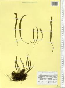 Lepisorus ussuriensis (Regel & Mack.) Ching, Siberia, Russian Far East (S6) (Russia)