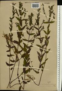 Scutellaria galericulata L., Eastern Europe, Central forest region (E5) (Russia)