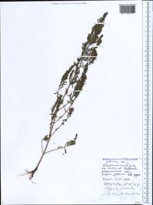Lythrum tribracteatum Spreng., Caucasus, Black Sea Shore (from Novorossiysk to Adler) (K3) (Russia)