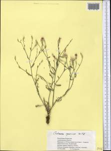 Centaurea virgata subsp. squarrosa (Willd.) Gugler, Middle Asia, Dzungarian Alatau & Tarbagatai (M5) (Kazakhstan)