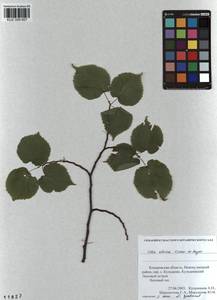 Tilia amurensis var. sibirica (Fisch. ex Bayer) Y. C. Zhu, Siberia, Altai & Sayany Mountains (S2) (Russia)