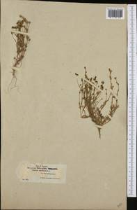 Linaria amethystea subsp. multipunctata (Brot.) Chater & D. A. Webb, Western Europe (EUR) (Gibraltar)