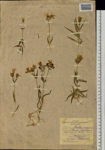 Dichodon maximum (L.) Á. Löve & D. Löve, Siberia, Western Siberia (S1) (Russia)