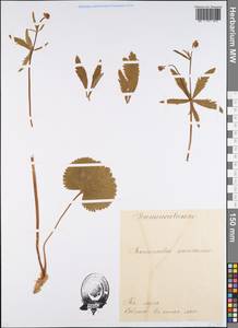 Ranunculus auricomus L., Eastern Europe, Estonia (E2c) (Estonia)
