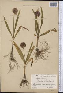 Allium platyspathum Schrenk, Middle Asia, Northern & Central Tian Shan (M4) (Kyrgyzstan)