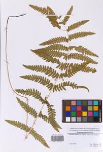 Thelypteris palustris Schott, Eastern Europe, Moscow region (E4a) (Russia)