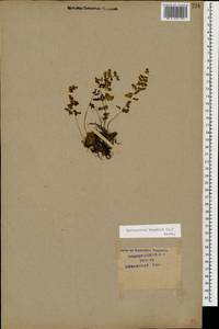 Cystopteris fragilis, Caucasus, Krasnodar Krai & Adygea (K1a) (Russia)