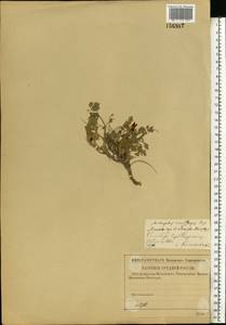 Astragalus rupifragus Pall., Eastern Europe, Middle Volga region (E8) (Russia)