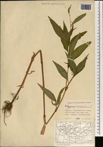 Persicaria lapathifolia (L.) Gray, Mongolia (MONG) (Mongolia)