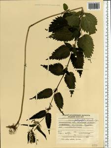 Urtica dioica subsp. pubescens (Ledeb.) Domin, Eastern Europe, North-Western region (E2) (Russia)