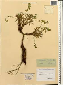 Astragalus frickii Bunge, Caucasus, North Ossetia, Ingushetia & Chechnya (K1c) (Russia)