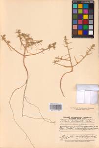 Salsola paulsenii Litv., Middle Asia, Caspian Ustyurt & Northern Aralia (M8) (Kazakhstan)