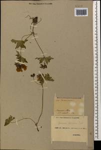 Geranium ibericum Cav., Caucasus, Georgia (K4) (Georgia)
