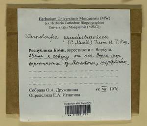 Warnstorfia pseudostraminea (Müll. Hal.) Tuom. & T.J. Kop., Bryophytes, Bryophytes - European North East (B7) (Russia)