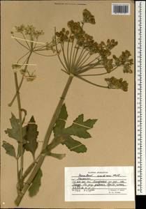 Tetrataenium candicans (Wall. ex DC.) Manden., South Asia, South Asia (Asia outside ex-Soviet states and Mongolia) (ASIA) (Afghanistan)