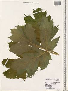 Heracleum sosnowskyi Manden., Eastern Europe, North Ukrainian region (E11) (Ukraine)