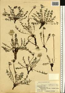 Taraxacum erythrospermum Andrz. ex Besser, Eastern Europe, Middle Volga region (E8) (Russia)