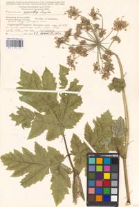 Heracleum sosnowskyi Manden., Eastern Europe, Moscow region (E4a) (Russia)