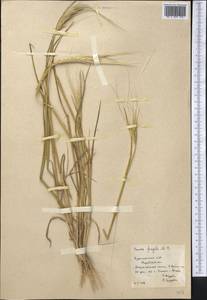 Secale sylvestre Host, Middle Asia, Karakum (M6) (Turkmenistan)