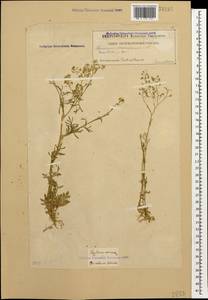 Lepidium vesicarium L., Caucasus, Georgia (K4) (Georgia)